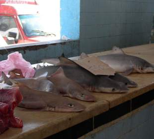 Mittwochsmarkt in Zarzis