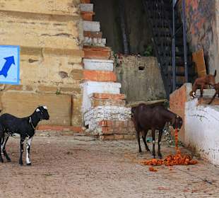 Kozy Ghatowe zajadają kwiatki