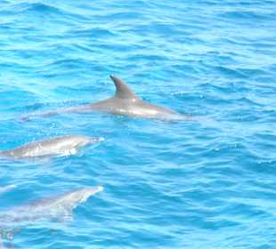 Delfin Tour "Dolphine House" El Gouna