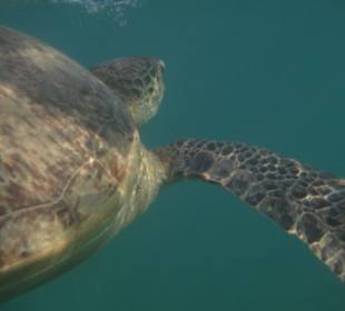 Schildkröte (blaue Fahrt)