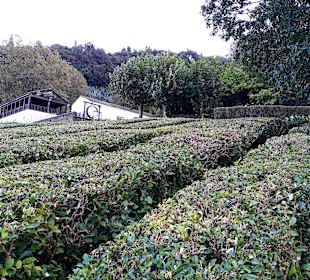Cha Porto Formoso