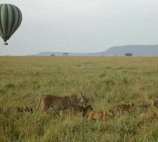 Löwen in der Serengeti