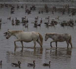 Camargue-Pferde mit Gänsen