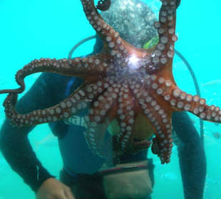 Krake (Octopus) in voller Grösse