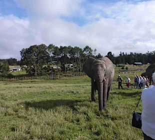 Knynsa Elephant Park
