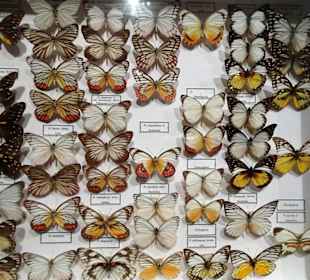 Impressionen aus der Sammlung des Museums