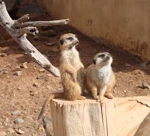 Erdmännchen im Palmitos Park