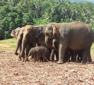 Elephantenweisenhaus 