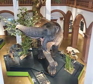 Naturhistorisches Museum