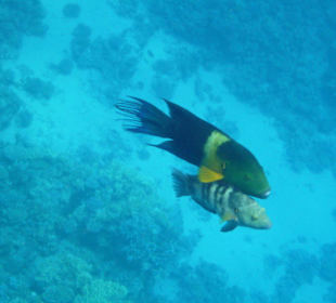 Delfinschwimmen 21.09.