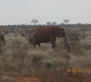 Tsavo Ost