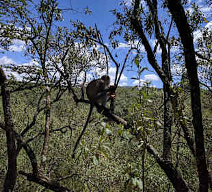 Affe mit French Toast