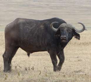 Einer der Big Five - Büffel