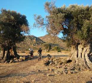 Sehr alte Olivenbäume