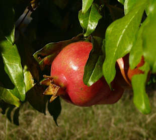 Granatäpfel