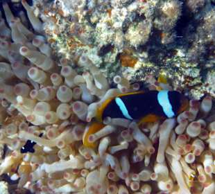 Anemonenfisch