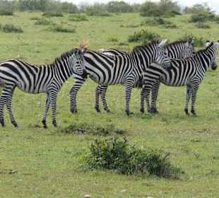 Zebras mal nur zu dritt