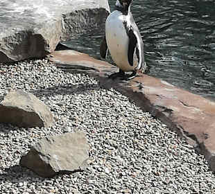 Pinguinanlage