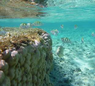 Riff mit Fischen am Carnelia Beach Resort