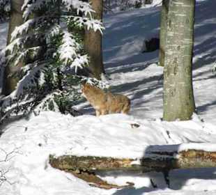 Nationalpark Bayrischer Wald