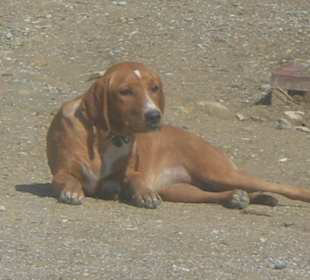 Die Hunde