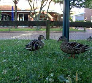 Enten auf der Hauptstraße