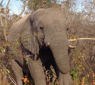 Game Drive