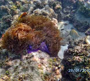 Clownfische mit Nesseln