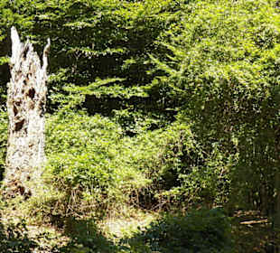 Naturpark Sparbach Hinterbrühl