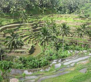 Blick auf die Terrassen