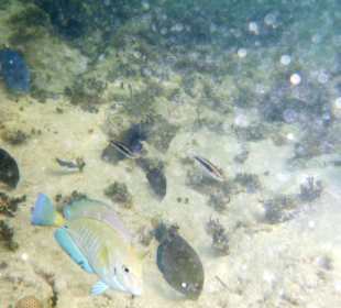 Schnorcheln am Strand