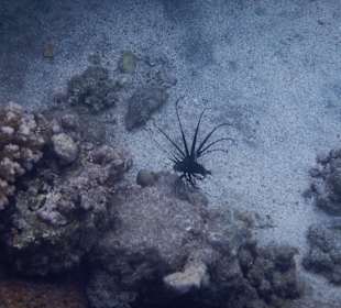 Schnorcheln Marsa Alam