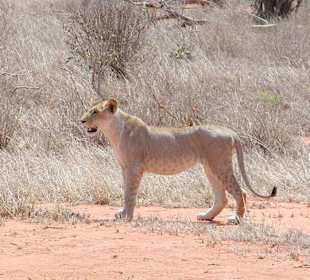 Löwen in Tsavo Ost