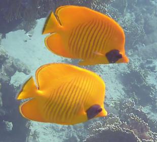 Schnorcheln Brayka Bay Marsa Alam	