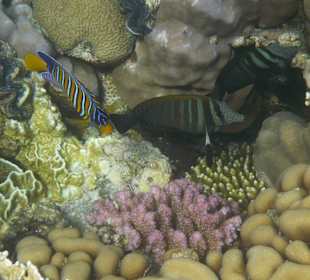 Korallengarten Gorgonia Beach