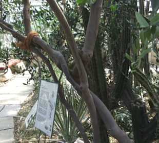 Botanischer Garten