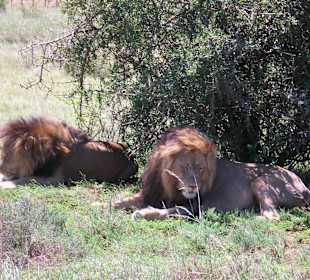 Löwen nur mit Ranger möglich