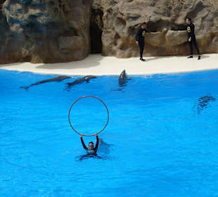 Arbeiten mit den Delfinen