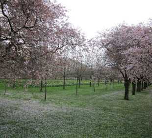 Kirschblüte Schwetzingen