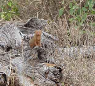Mungo mit Unterbewohnerin (noch) 
