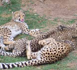 Cheeta´s (jong)