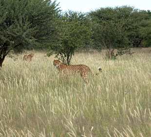 Cheetah in Park