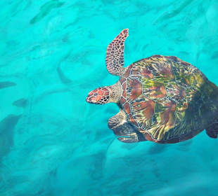 Żółw morski niedaleko Similan Islands