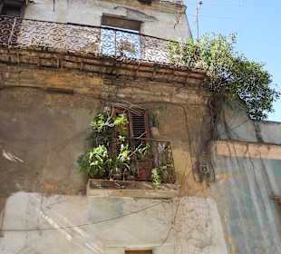 Da blühen Sträucher aus Ruinen.