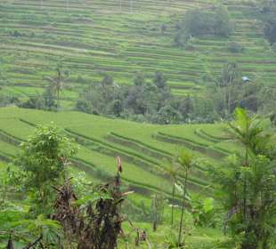 Reisterrassen in Jatiluh