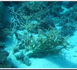 Tauchgebiet Giftun Inseln