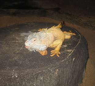 Leguan