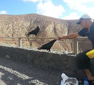 Antonio und die Raben...