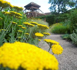 Achillées dans le Jardin du Toucher