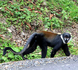 Nationalpak Nyungwe Wald 